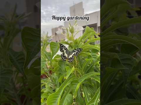 Beautiful journey of butterfly