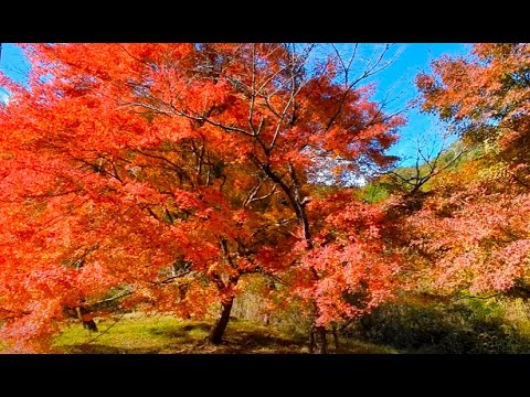 【fall foliage　寺尾ヶ原千本桜公園・紅葉も綺麗‼】　岐阜県関市　2024年11月28日　　Gifu-Japan