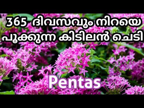 പെൻ്റാസ് ||simple Tips for Pentas floweing||#Pentas#gardening #malayalam #flowers