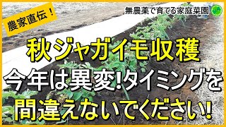 【秋ジャガイモ】収穫時期の見極め方と防寒対策をした結果【有機農家直伝！無農薬で育てる家庭菜園】　23/12/2