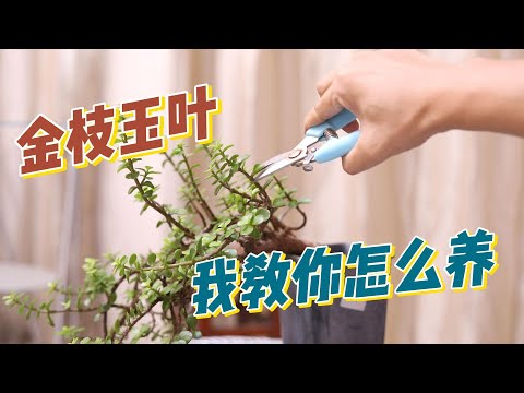 金枝玉叶怎么养？园艺师教你，轻松学会养金枝玉叶