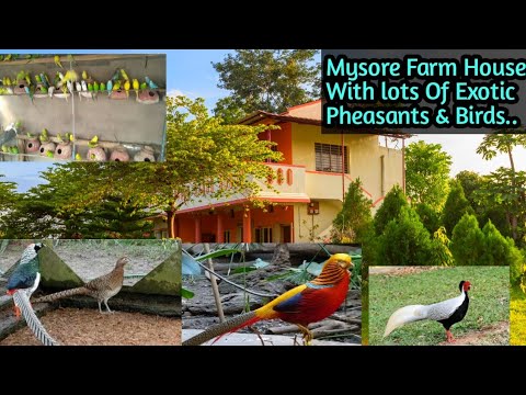 Exotic Birds & Pheasants collection at Mysore // Pet lovers complete entertainment video //