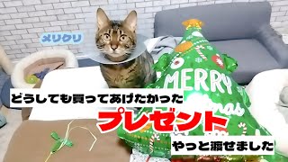 ❲クリスマス❳ どうしても買ってあげたかったプレゼント🎁うちのベンガルさんに渡せました！