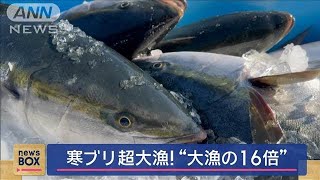 寒ブリ超大漁！“大漁の16倍”「うれしいうれしい大満足」【スーパーJチャンネル】(2024年12月4日)