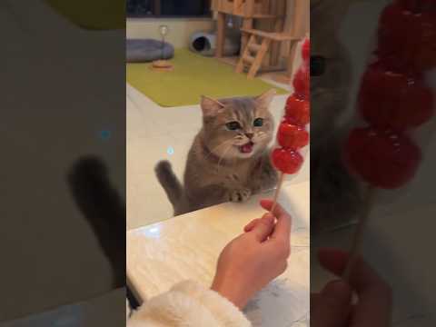 🐈: I also want to eat candied haws😋 #cat #meowsome #cute #meowed #meowmoew #cats #kitten #meows