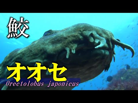 [ Japanese wobbegong ] Shark with a magnificent beard / Orectolobus japonicus