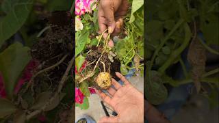 Harvesting Fresh Potato from My Rooftp Garden 😍 #rooftopgarden #potato #banglavlogs #trending #viral