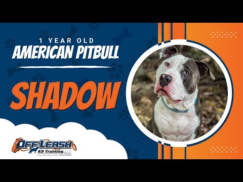 Shadow | 1yr.old American Pitbull   | Best Dog Trainers in Woodbridge  Va. | Off Leash K9 Training