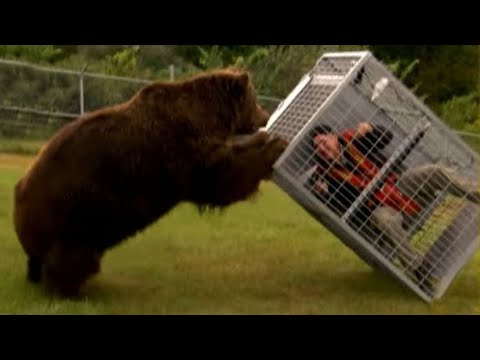 When Bears Show 100% Of Their Power