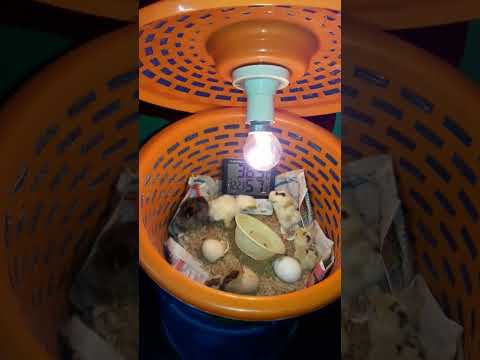 HOMEMADE EGG INCUBATOR RESULT #Viral #Shorts