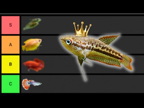 Ranking the BEST Nano Fish