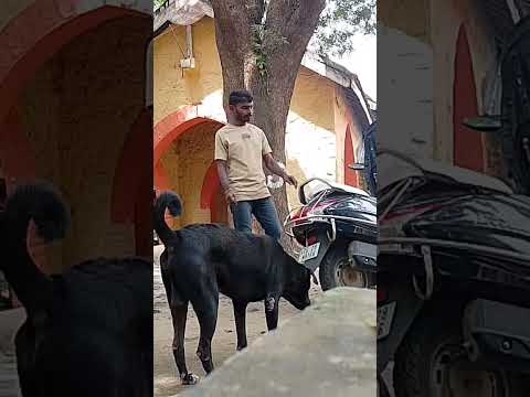 నా బెస్ట్ ఫ్రెండ్స్🐕ఉదయం మధ్యాహ్నం బిస్కెట్స్ సాయంత్రం భోజనం #shorts #dogs