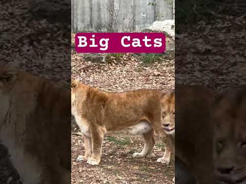 Male lion, biting its mate, had a seizure!!!  😂😂😂🦁🦁🦁 #cat #funnyvideo