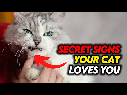 10 Secret Signs Your Cat Loves You But You Don't Know