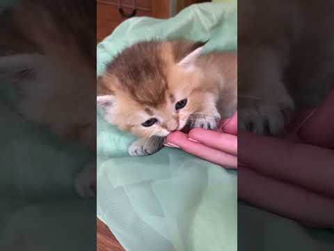 Cute cat video #shorts #cat #ytshorts #catshorts