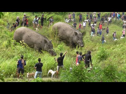 疯狂的野猪进村毁坏庄稼攻击村民， 村民联手搜捕野猪，勇敢的马赛族！