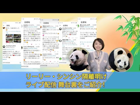 【AちゃんのChinanow】リーリー・シンシン隔離明けライブ配信 舞台裏をご紹介！