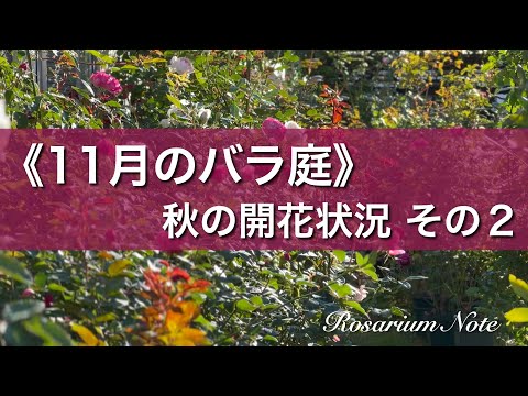 《１１月のバラ庭》秋の開花状況 その２