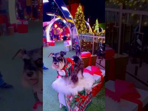 香港聖誕小鎮的盛裝狗狗/Dressed dogs in Hong Kong's Christmas town#christmas #香港 #香港旅行記 #狗#宠物