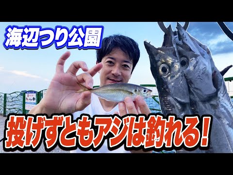 【横須賀海辺つり公園】日没前or日没後？太刀魚が釣れるのは？アジ釣り調査&タチウオ釣り