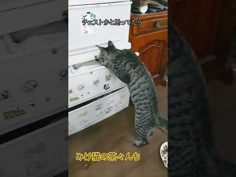 隠れん墓猫たち　#funny#三毛猫#cutecat #子猫#猫のいる暮らし