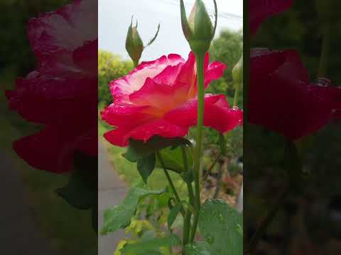 双色玫瑰 Two-color roses#rose #flowers #garden #nature