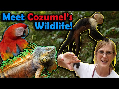 Fun Facts about Cozumel's Wildlife!