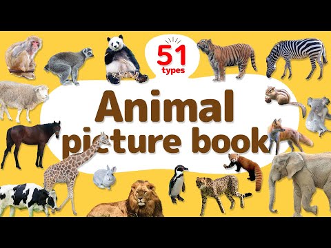 Animal Picture Book | Video for Kids 【どうぶつ図鑑まとめ】51種類のいろんな動物をみてみよう！英語知育アニメ