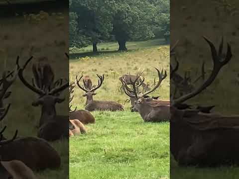 Deer park Nottingham UK