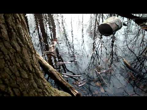 Wood Frogs in Vernal Pool