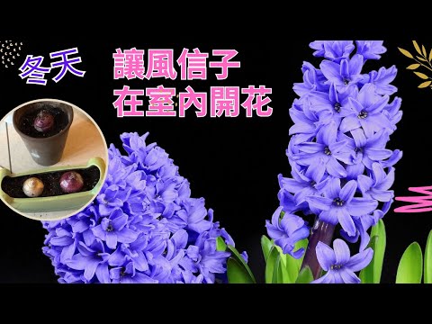 簡單準備，讓風信子提前開花    #风信子 #風信子 #园艺