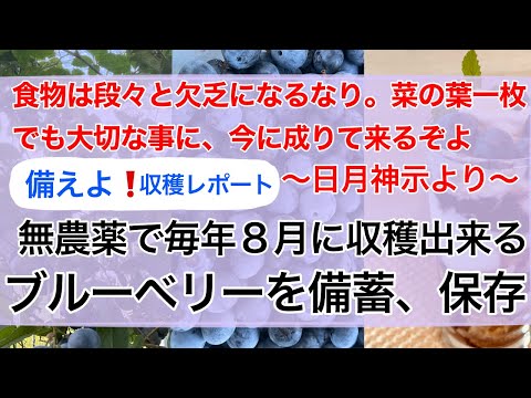 日月神示にもある食糧危機、食糧不足、食糧難。無農薬のブルーベリー・毎年８月に収穫出来る事の大切さ！ブルーベリーを備蓄しよう。冬のケーキの飾り用に冷凍保存！超簡単なブルーベリー酒・ジャム作り。