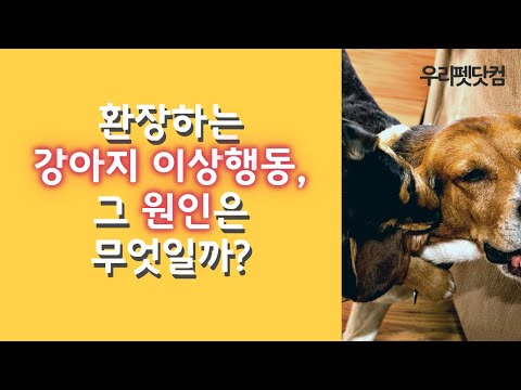 강아지 이상행동의 원인은 무엇일까요??