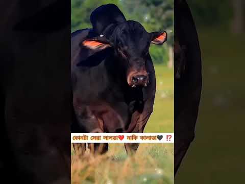 #cow #foryou #2024 #animals #viral #গরু #shortvideostatus #shortvideo #tiktok #trending