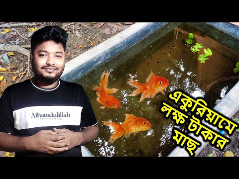 একুরিয়ামে লক্ষ টাকার মাছ | Mahid Dream Zoo