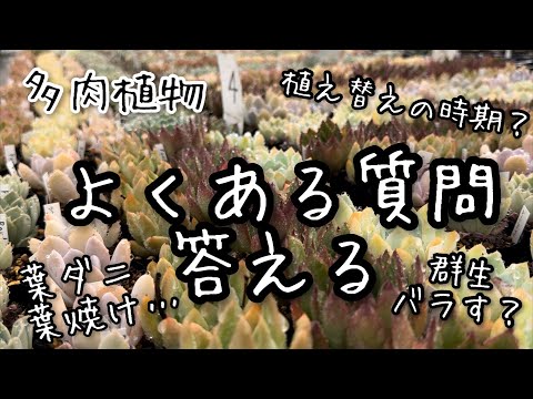 【多肉植物】多肉のよくある質問にお答えします！【ラジオ動画】