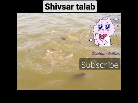 shivsar talab || phalodi lake #shorts