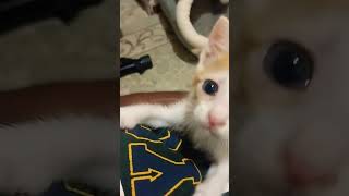 Mujhe kuch tumse hai ke #hindisong #cat #catlover #dog #animals @S.vlog070