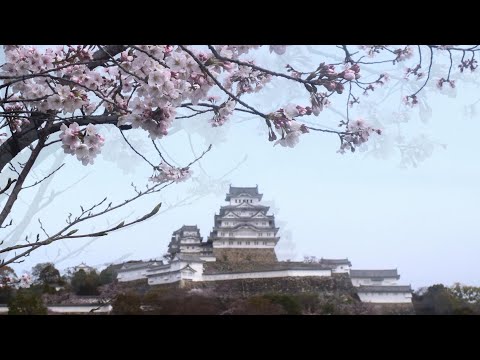 白鷺城・国宝姫路城の桜にインバウンド多し