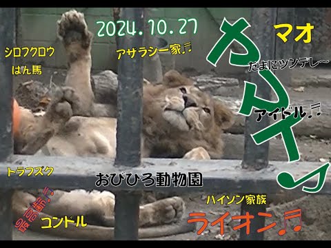 おびひろ動物園　　フードバレーマラソンでライオン舎の後ろを・・・ヤマトはまったり♬マオたちも元気だよ♪2024年10月27日♬