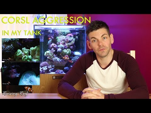 coral aggression and placement