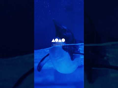 札幌の中心にある真っ青の水族館 #札幌 #vlog #デート ＃札幌観光