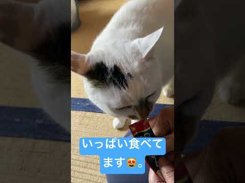 ちゅ〜るを食べる猫たち😼。 #高評価 #ショート #cat #にゃー #ねこ動画