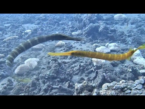 [ヘラヤガラ] 求愛行動じゃなく、ケンカかな?? Chinese trumpetfish in amed bali