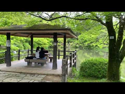 青もみじ・新緑　なからぎの池～植物生態園（2024年4月22日）