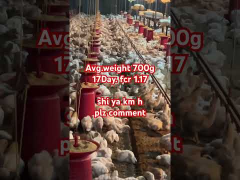 17Day old avg. 700g  #trendingvideo #farming #10million #youtubeshorts #chicken #chicksfarming