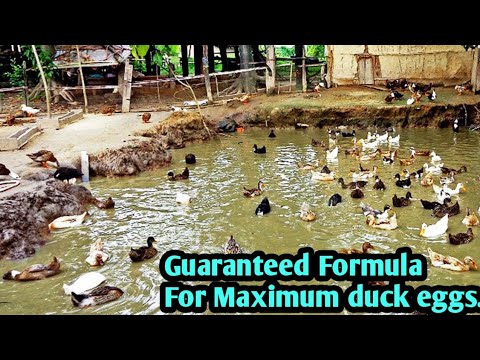 Guaranteed Formula to get maximum eggs from ducks//