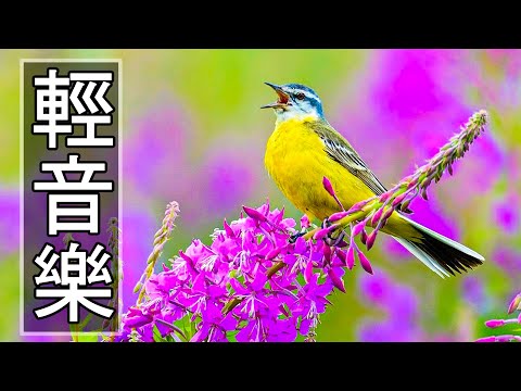 【非常好听】🎷🎷週末聽50首最好的老音樂 🌺早上最適合聽的輕音樂 🎵 每天調心洗滌心性 - 薩克斯風 - 無廣告音樂  - 轻音乐 - 探戈老歌 Old Taiwanese Music