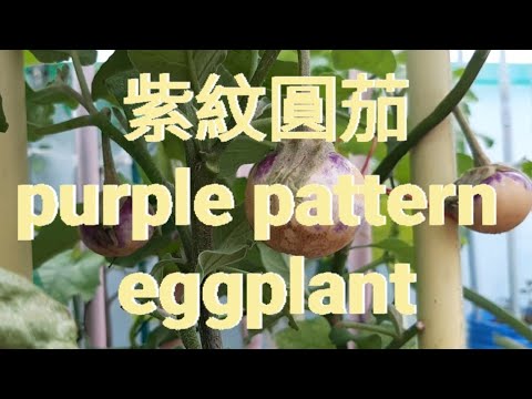 紫紋圓茄 purple pattern eggplant