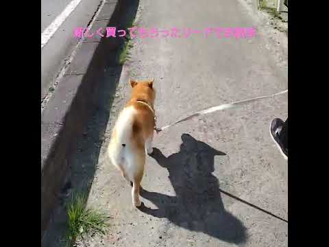 新しく買ってもらったリードでお散歩行ってきたワン🐕”#柴犬のいる暮らし  #柴犬  #豆柴のいる暮らし  #豆柴  #小夏  #shorts